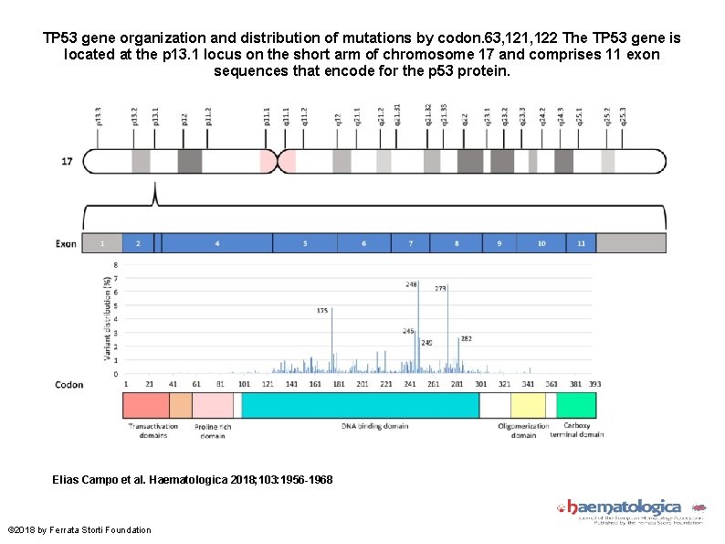 TP 53 gene organization and distribution of mutations by codon. 63, 121, 122 The