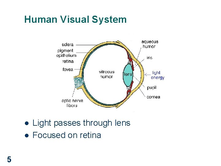 Human Visual System l l 5 Light passes through lens Focused on retina 