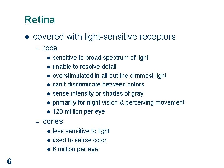 Retina l covered with light-sensitive receptors – rods l l l l – cones