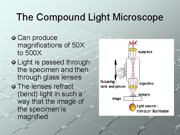 The Compound Light Microscope Can produce magnifications of 50 X to 500 X Light