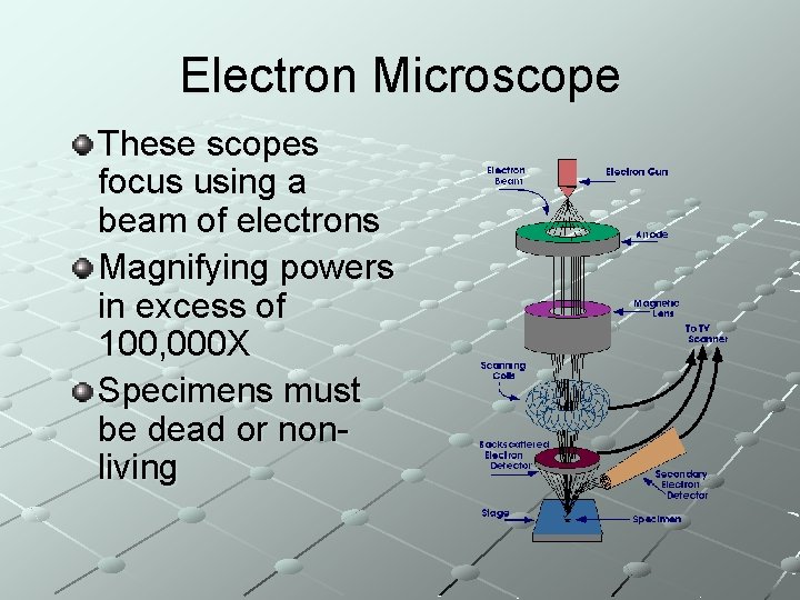 Electron Microscope These scopes focus using a beam of electrons Magnifying powers in excess