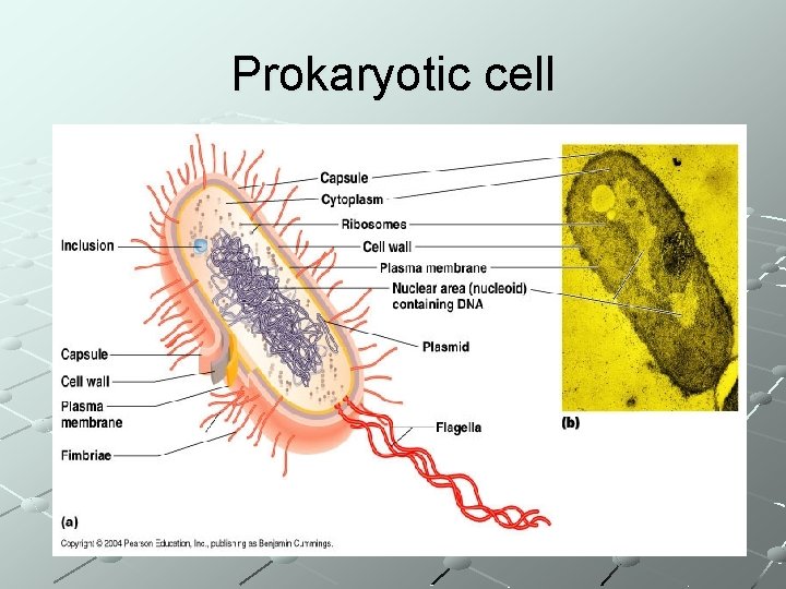 Prokaryotic cell 