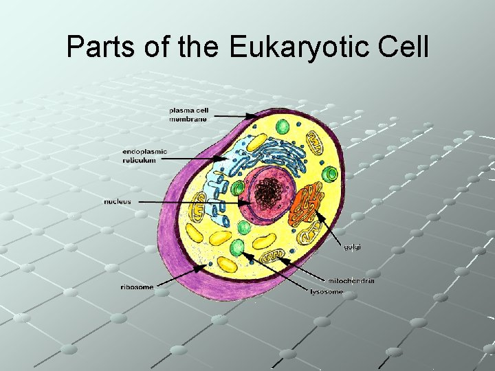 Parts of the Eukaryotic Cell 