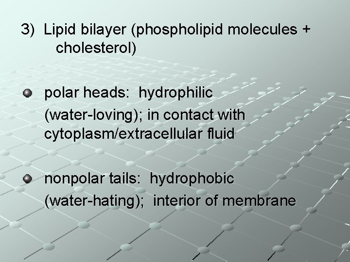 3) Lipid bilayer (phospholipid molecules + cholesterol) polar heads: hydrophilic (water-loving); in contact with