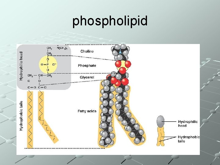 phospholipid 
