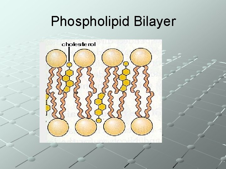 Phospholipid Bilayer 