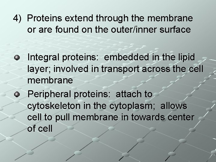 4) Proteins extend through the membrane or are found on the outer/inner surface Integral