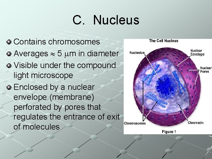 C. Nucleus Contains chromosomes Averages 5 m in diameter Visible under the compound light
