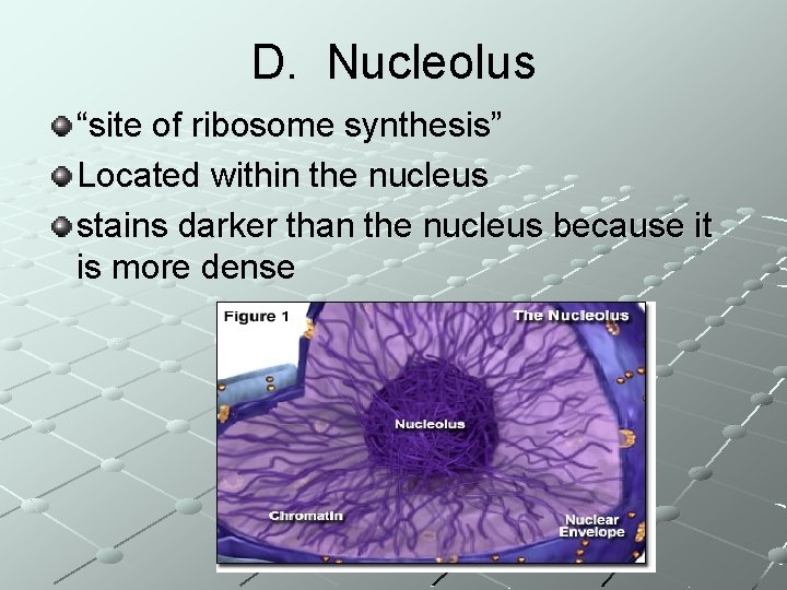 D. Nucleolus “site of ribosome synthesis” Located within the nucleus stains darker than the