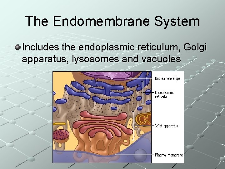 The Endomembrane System Includes the endoplasmic reticulum, Golgi apparatus, lysosomes and vacuoles 