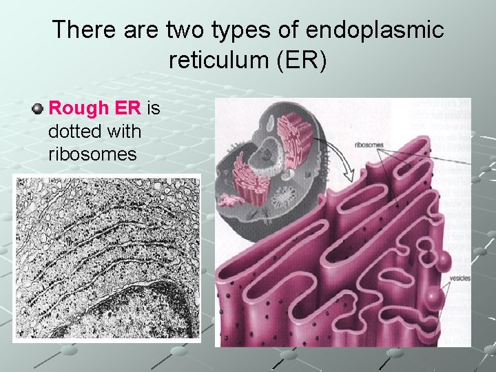 There are two types of endoplasmic reticulum (ER) Rough ER is dotted with ribosomes