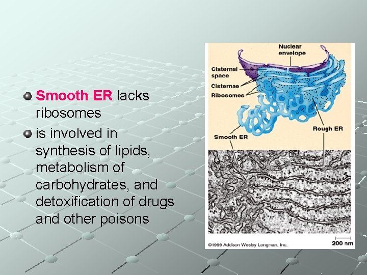 Smooth ER lacks ribosomes is involved in synthesis of lipids, metabolism of carbohydrates, and