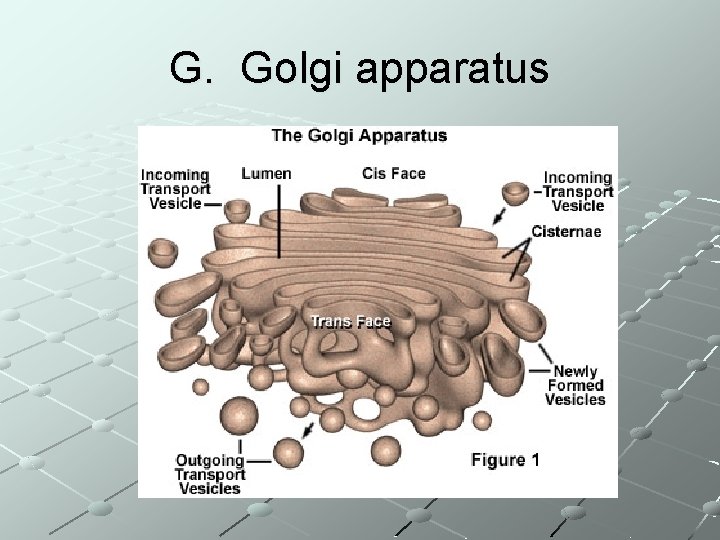 G. Golgi apparatus 