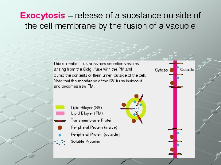 Exocytosis – release of a substance outside of the cell membrane by the fusion