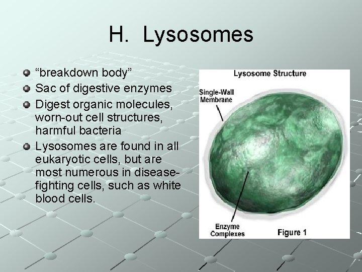 H. Lysosomes “breakdown body” Sac of digestive enzymes Digest organic molecules, worn-out cell structures,