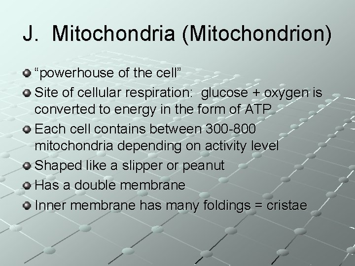 J. Mitochondria (Mitochondrion) “powerhouse of the cell” Site of cellular respiration: glucose + oxygen
