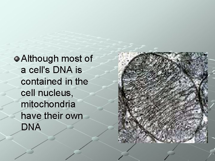 Although most of a cell's DNA is contained in the cell nucleus, mitochondria have