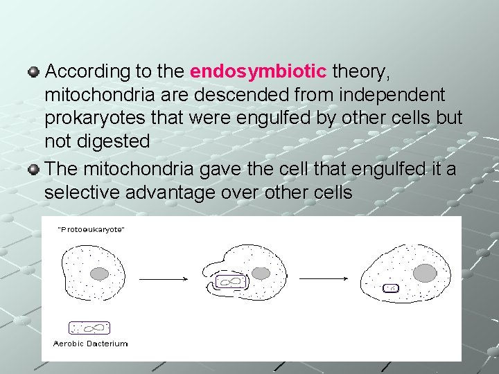 According to the endosymbiotic theory, mitochondria are descended from independent prokaryotes that were engulfed