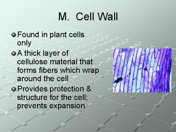 M. Cell Wall Found in plant cells only A thick layer of cellulose material