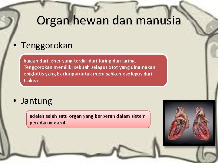 Organ hewan dan manusia • Tenggorokan bagian dari leher yang terdiri dari faring dan