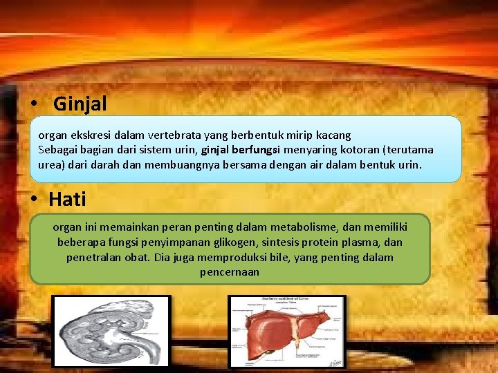  • Ginjal organ ekskresi dalam vertebrata yang berbentuk mirip kacang Sebagai bagian dari