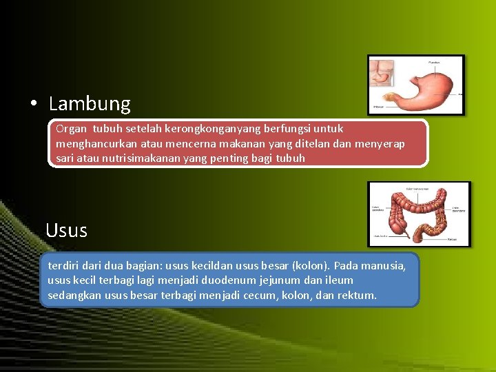  • Lambung Organ tubuh setelah kerongkonganyang berfungsi untuk menghancurkan atau mencerna makanan yang