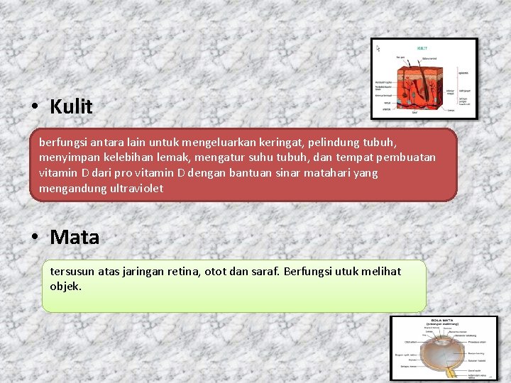  • Kulit berfungsi antara lain untuk mengeluarkan keringat, pelindung tubuh, menyimpan kelebihan lemak,