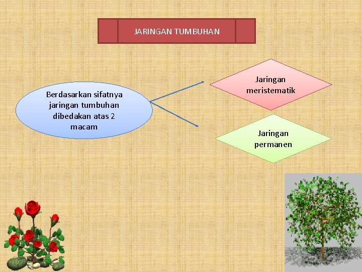 JARINGAN TUMBUHAN Berdasarkan sifatnya jaringan tumbuhan dibedakan atas 2 macam Jaringan meristematik Jaringan permanen