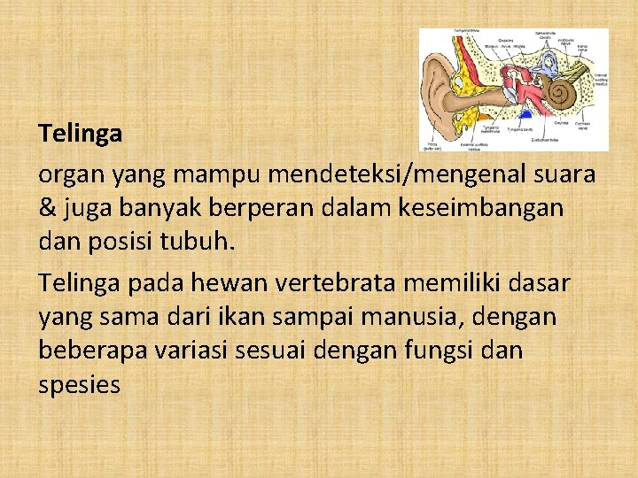 Telinga organ yang mampu mendeteksi/mengenal suara & juga banyak berperan dalam keseimbangan dan posisi