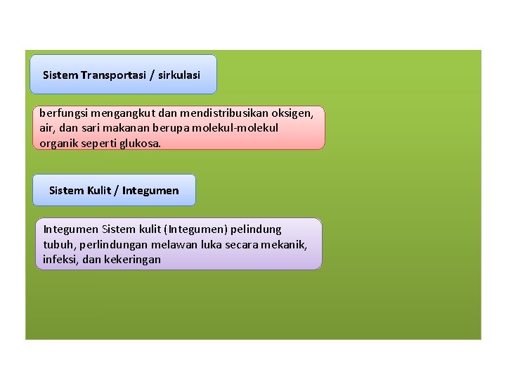 Sistem Transportasi / sirkulasi berfungsi mengangkut dan mendistribusikan oksigen, air, dan sari makanan berupa