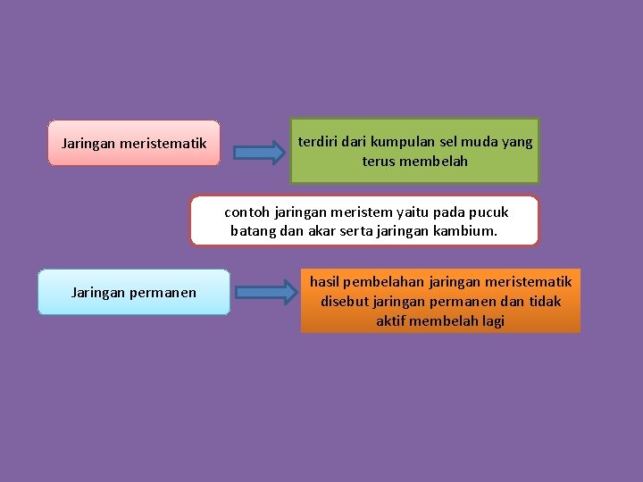 Jaringan meristematik terdiri dari kumpulan sel muda yang terus membelah contoh jaringan meristem yaitu