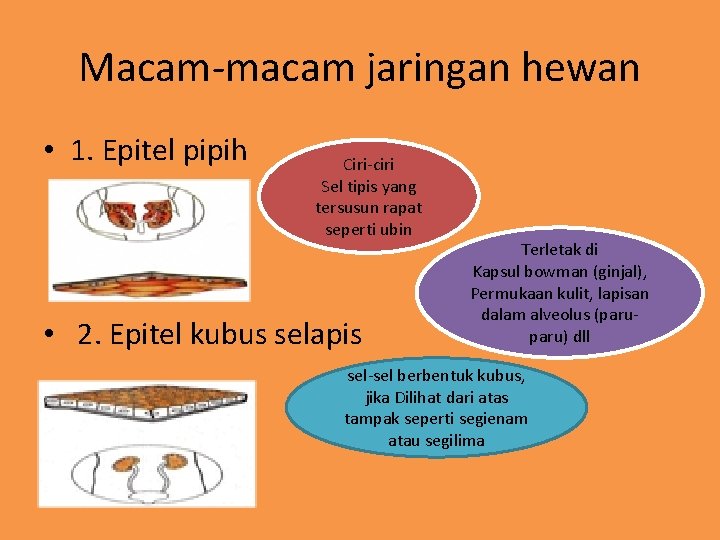 Macam-macam jaringan hewan • 1. Epitel pipih Ciri-ciri Sel tipis yang tersusun rapat seperti