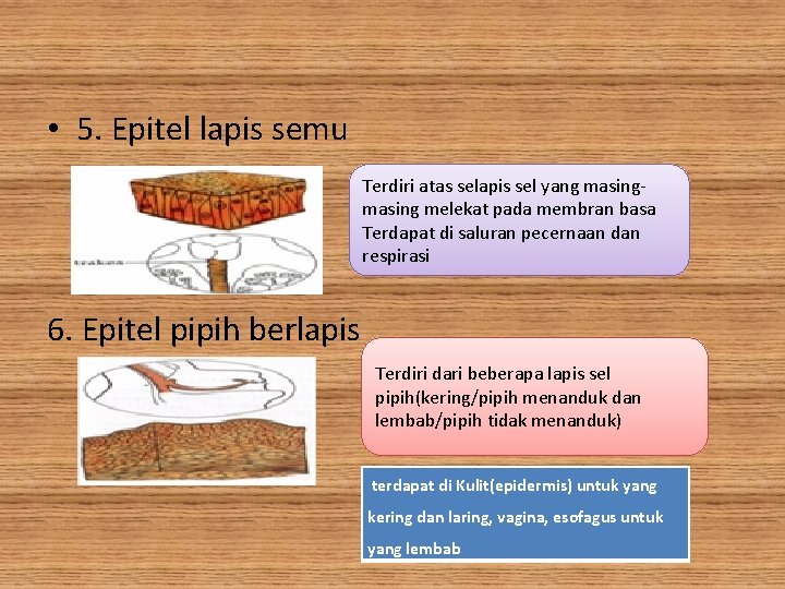  • 5. Epitel lapis semu Terdiri atas selapis sel yang masing melekat pada