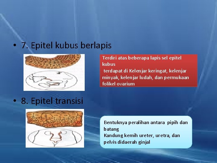  • 7. Epitel kubus berlapis Terdiri atas beberapa lapis sel epitel kubus terdapat
