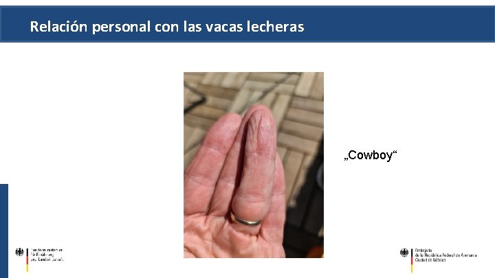 Relación personal con las vacas lecheras „Cowboy“ 