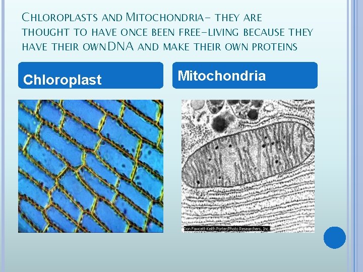 CHLOROPLASTS AND MITOCHONDRIA- THEY ARE THOUGHT TO HAVE ONCE BEEN FREE-LIVING BECAUSE THEY HAVE