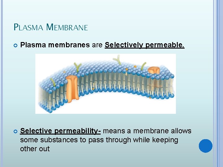 PLASMA MEMBRANE Plasma membranes are Selectively permeable. Selective permeability- means a membrane allows some