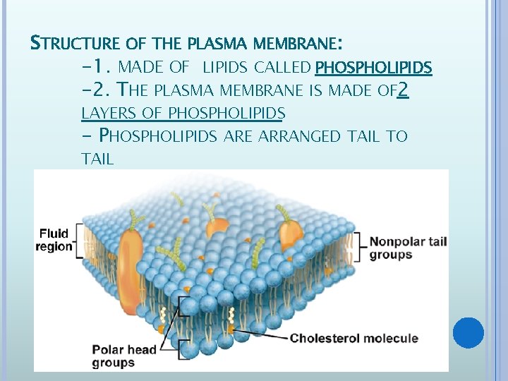 STRUCTURE OF THE PLASMA MEMBRANE: -1. MADE OF LIPIDS CALLED PHOSPHOLIPIDS -2. THE PLASMA