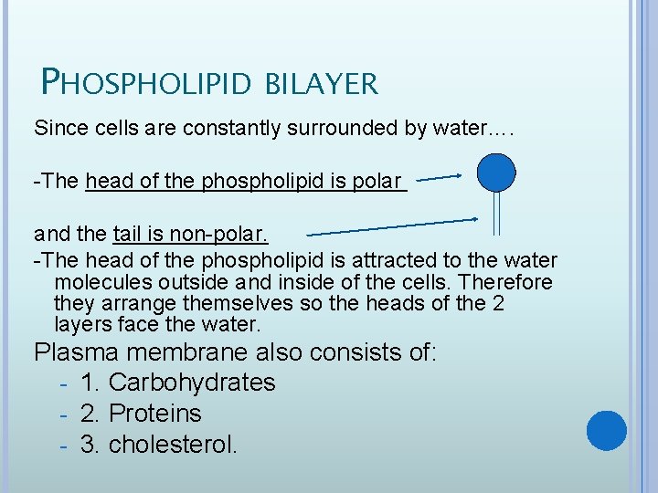 PHOSPHOLIPID BILAYER Since cells are constantly surrounded by water…. -The head of the phospholipid