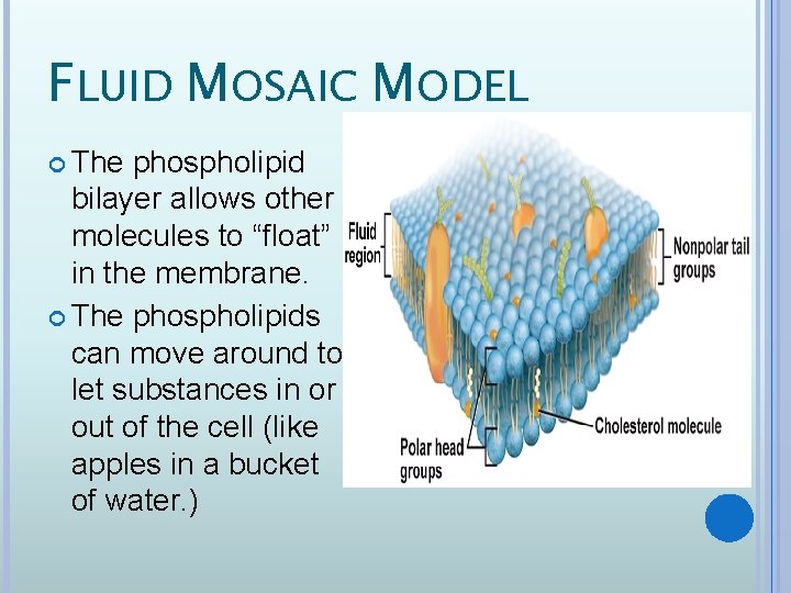 FLUID MOSAIC MODEL The phospholipid bilayer allows other molecules to “float” in the membrane.