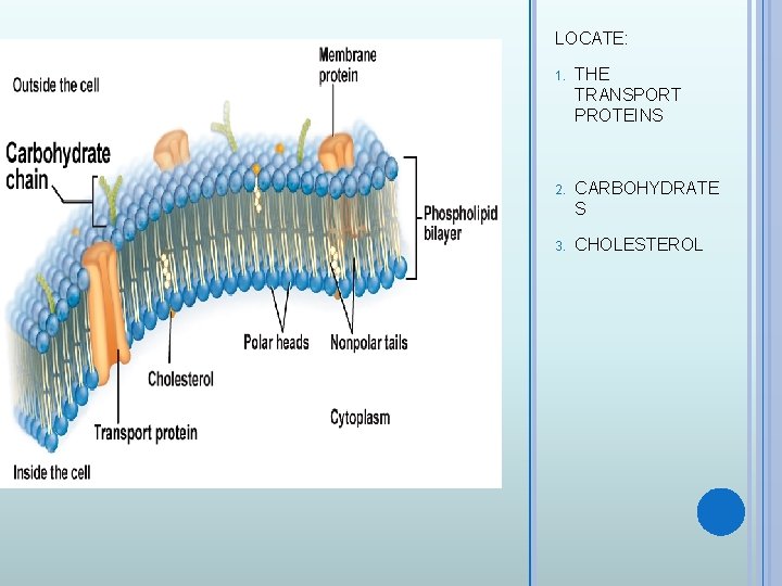 LOCATE: 1. THE TRANSPORT PROTEINS 2. CARBOHYDRATE S 3. CHOLESTEROL 