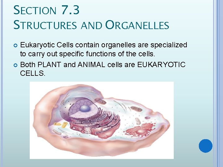 SECTION 7. 3 STRUCTURES AND ORGANELLES Eukaryotic Cells contain organelles are specialized to carry