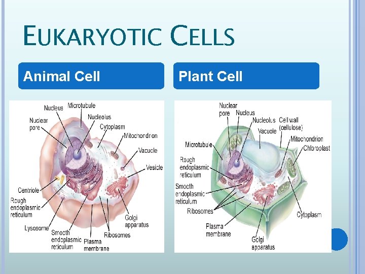 EUKARYOTIC CELLS Animal Cell Plant Cell 