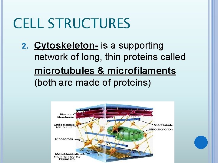 CELL STRUCTURES 2. Cytoskeleton- is a supporting network of long, thin proteins called microtubules
