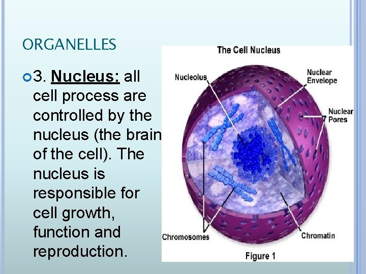 ORGANELLES 3. Nucleus: all cell process are controlled by the nucleus (the brain of