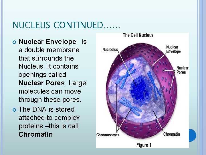 NUCLEUS CONTINUED…… Nuclear Envelope: is a double membrane that surrounds the Nucleus. It contains