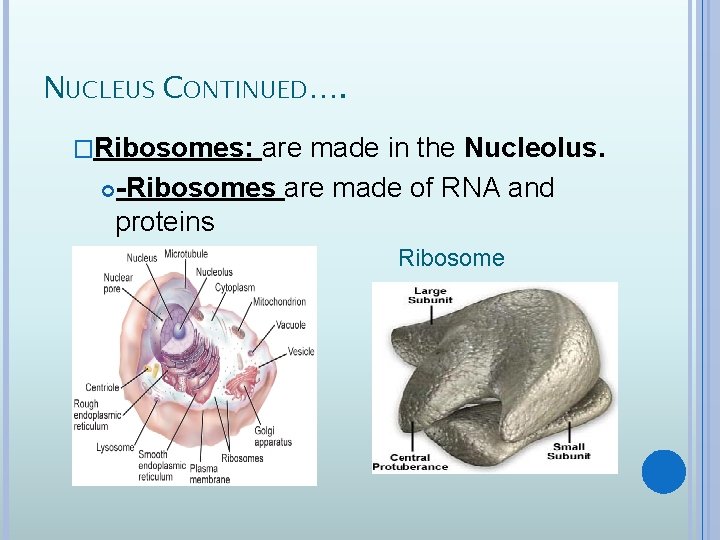 NUCLEUS CONTINUED…. �Ribosomes: are made in the Nucleolus. -Ribosomes are made of RNA and
