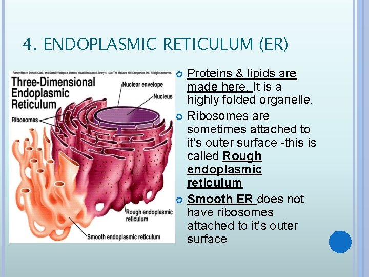4. ENDOPLASMIC RETICULUM (ER) Proteins & lipids are made here. It is a highly
