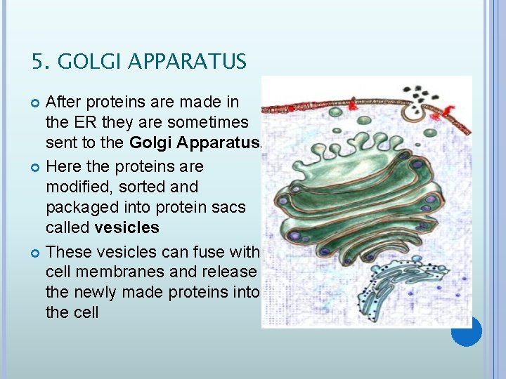 5. GOLGI APPARATUS After proteins are made in the ER they are sometimes sent