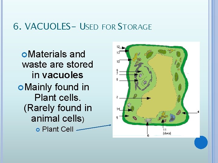 6. VACUOLES- USED FOR STORAGE Materials and waste are stored in vacuoles Mainly found